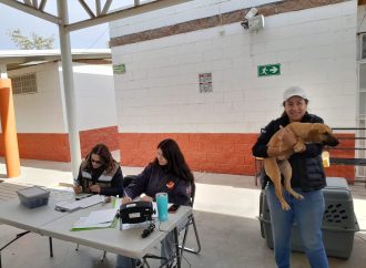 Realizan la primera jornada de esterilización del 2025 en Hermosillo