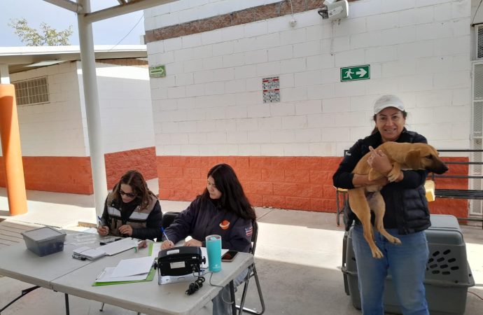 Realizan la primera jornada de esterilización del 2025 en Hermosillo