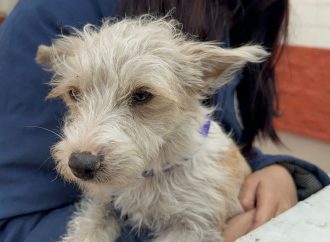 Reforzarán capacitaciones sobre Protección Animal