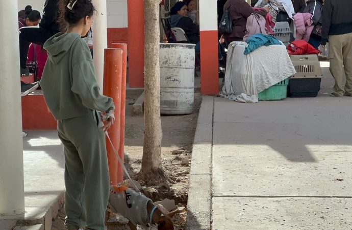 Perrito Max cambia su vida al llegar a un nuevo hogar