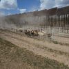 Se abre la frontera en Agua Prieta para la exportación de ganado a Estados Unidos