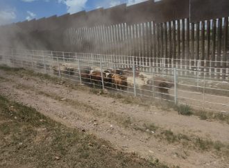 Se abre la frontera en Agua Prieta para la exportación de ganado a Estados Unidos