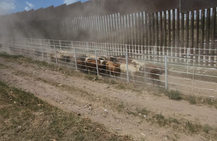 Se abre la frontera en Agua Prieta para la exportación de ganado a Estados Unidos