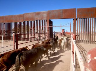 Sonora reactiva exportación de ganado a EE.UU tras gestiones del gobernador Durazo