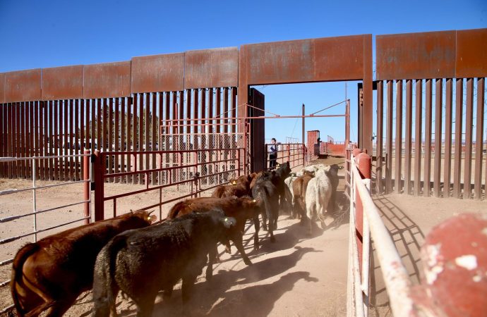 Sonora reactiva exportación de ganado a EE.UU tras gestiones del gobernador Durazo