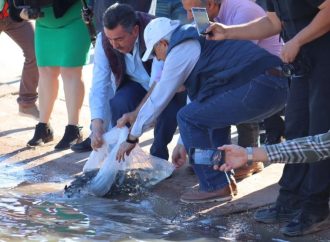 Monitorean Peces de ornato que se sembraron en la novia de Cajeme