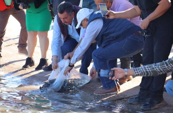 Monitorean Peces de ornato que se sembraron en la novia de Cajeme