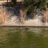 Policía Estatal rescata a venado atrapado en canal de riego en Huatabampo