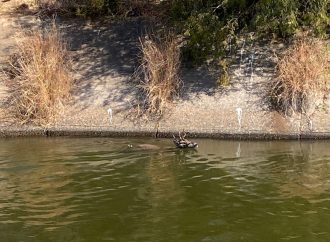 Policía Estatal rescata a venado atrapado en canal de riego en Huatabampo