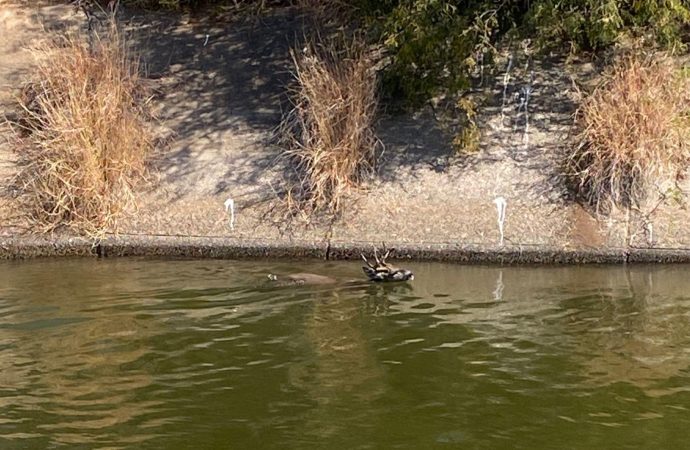 Policía Estatal rescata a venado atrapado en canal de riego en Huatabampo