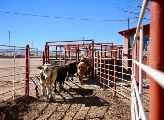 Se reanuda la exportación de ganado sonorense por Nogales