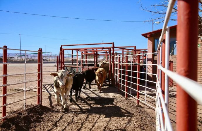 Se reanuda la exportación de ganado sonorense por Nogales
