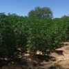 Confiscan invernadero de mariguana sintética en Punta Chueca