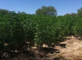 Confiscan invernadero de mariguana sintética en Punta Chueca