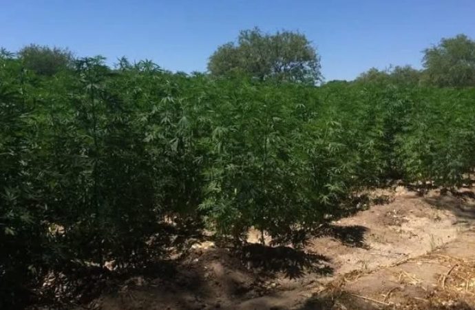 Confiscan invernadero de mariguana sintética en Punta Chueca