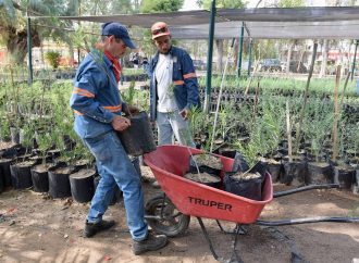 Realizará Ayuntamiento de Hermosillo donación masiva de árboles nativos y plantas