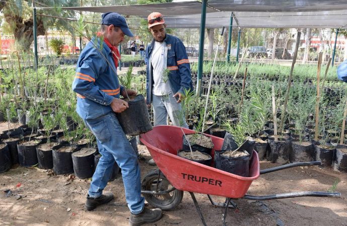 Realizará Ayuntamiento de Hermosillo donación masiva de árboles nativos y plantas