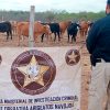 Suman 15 denuncias por abigeato este año en Sonora