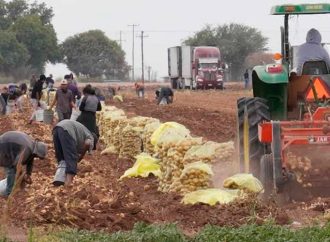 Al finalizar la cosecha habrá menos riesgo de propagación de sarampión en campos agrícolas