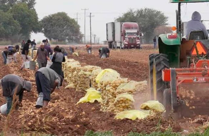 Al finalizar la cosecha habrá menos riesgo de propagación de sarampión en campos agrícolas