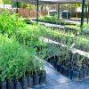 Invita Ayuntamiento de Hermosillo a celebrar la Feria del Árbol con mega donación y pláticas sobre cuidado del agua