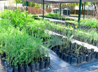Invita Ayuntamiento de Hermosillo a celebrar la Feria del Árbol con mega donación y pláticas sobre cuidado del agua