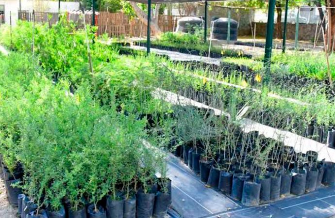 Invita Ayuntamiento de Hermosillo a celebrar la Feria del Árbol con mega donación y pláticas sobre cuidado del agua