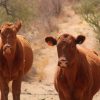 Aproximadamente 30 mil cabezas de ganado sin exportar desde el cierre de frontera