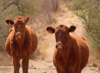 Aproximadamente 30 mil cabezas de ganado sin exportar desde el cierre de frontera