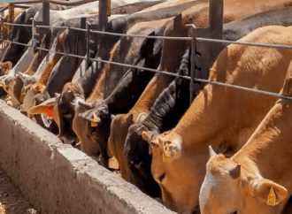 En Sonora, ganaderos insisten en cerrar frontera sur de México; pretenden detener la amenaza del gusano barrenador
