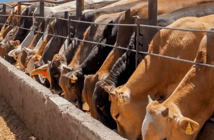 En Sonora, ganaderos insisten en cerrar frontera sur de México; pretenden detener la amenaza del gusano barrenador