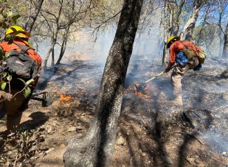 Controlan al 50% incendio forestal en Nácori Chico; combaten otros focos en Bavispe y Yécora