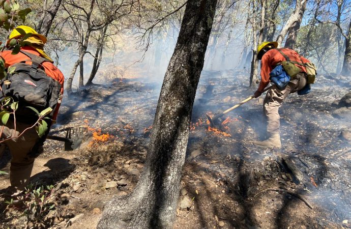 Controlan al 50% incendio forestal en Nácori Chico; combaten otros focos en Bavispe y Yécora