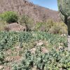Militares destruyen plantío de marihuana en la Sierra de Álamos