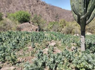 Militares destruyen plantío de marihuana en la Sierra de Álamos