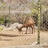 Nació un venado sika en el Centro Ecológico de Sonora