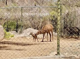 Nació un venado sika en el Centro Ecológico de Sonora