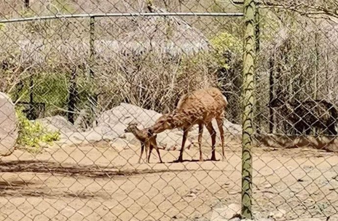 Nació un venado sika en el Centro Ecológico de Sonora