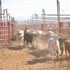 PRI Sonora exige respuesta urgente ante cierre de la frontera a la exportación de ganado