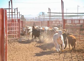 PRI Sonora exige respuesta urgente ante cierre de la frontera a la exportación de ganado