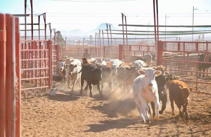 PRI Sonora exige respuesta urgente ante cierre de la frontera a la exportación de ganado