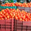 Esperan tomateros acuerdos para exportación de tomates