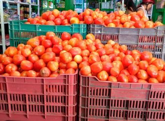 Esperan tomateros acuerdos para exportación de tomates