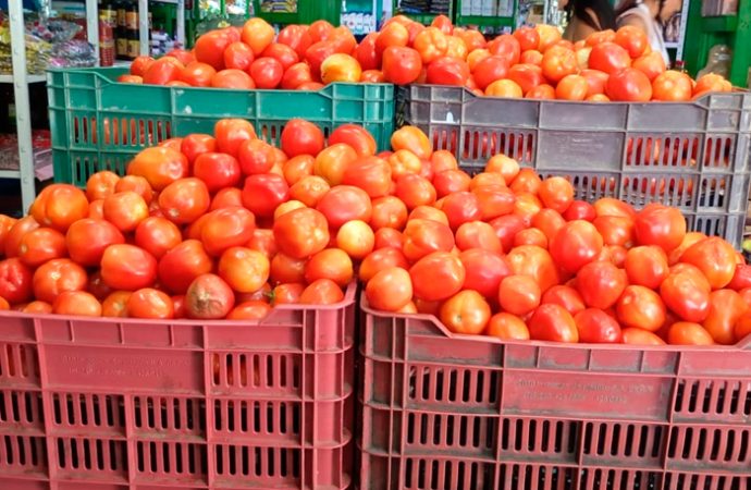 Esperan tomateros acuerdos para exportación de tomates