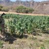 Destruyen nuevo plantío de marihuana en Álamos; van 10 en la misma región