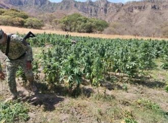 Destruyen nuevo plantío de marihuana en Álamos; van 10 en la misma región