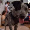 Llevan gobierno estatal y municipal jornada de esterilización a la colonia Cajeme