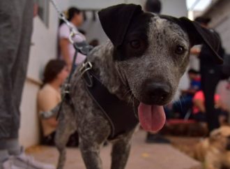 Llevan gobierno estatal y municipal jornada de esterilización a la colonia Cajeme