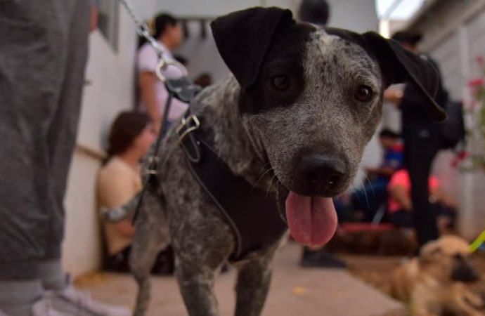 Llevan gobierno estatal y municipal jornada de esterilización a la colonia Cajeme