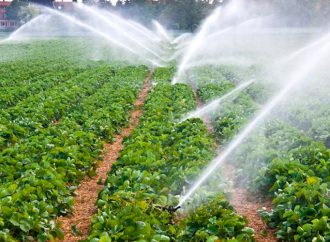 Falta de empleos en el campo genera inseguridad